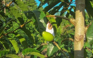 Pili Nut fruit-02-edtd