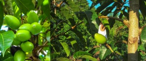 pilinuts-01