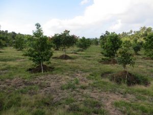 Pili plantation 1