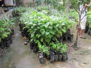 Pili seedlings 2