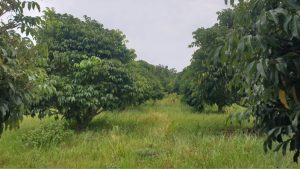 PAV-Plantation trees-3